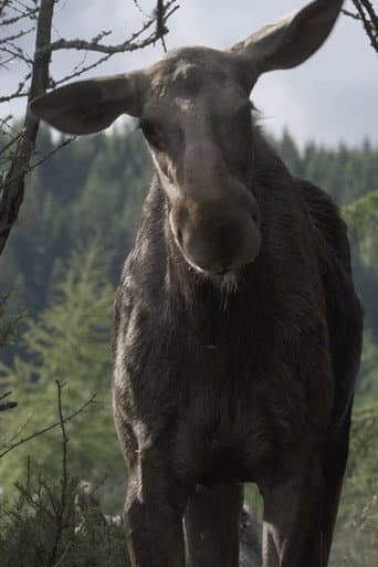 AMOOSED: a moose odyssey poster