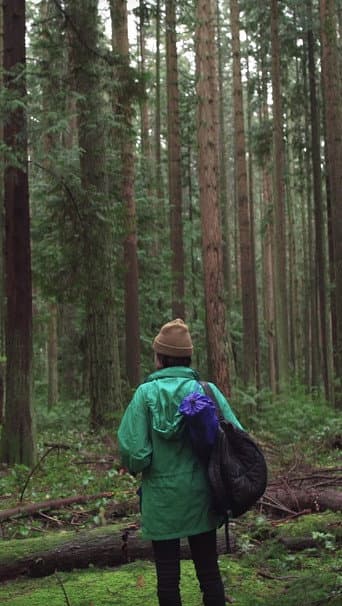 Forest Movie poster