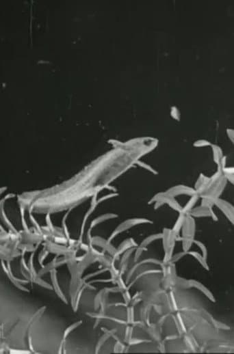 The Life Cycle of the Newt poster