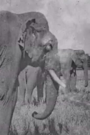 Land of the Elephants poster