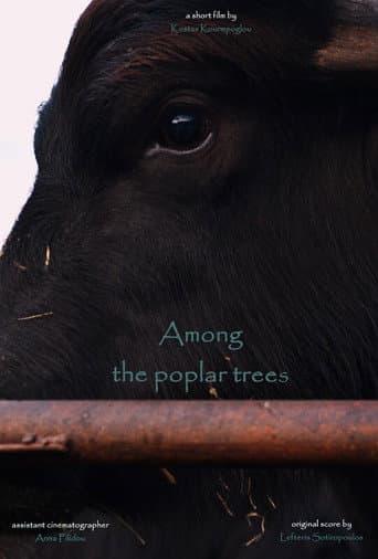 Among the poplar trees poster