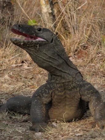 The Natural World--Komodo: The Deadly Bite poster