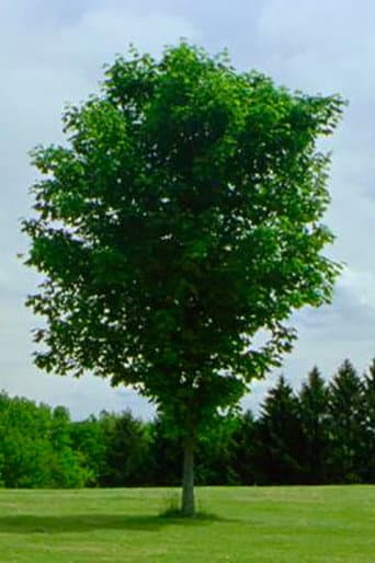 Tree poster