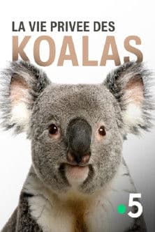 La vie privée des koalas poster