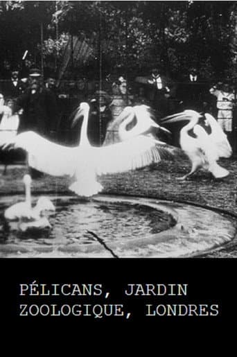 Pelicans, London Zoological Garden poster