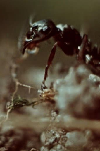 Ant Trails poster