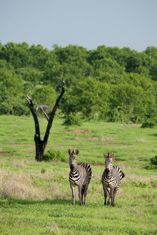 Amazing Wildlife of Botswana poster