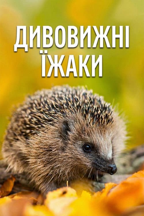 Year of the Hedgehog poster