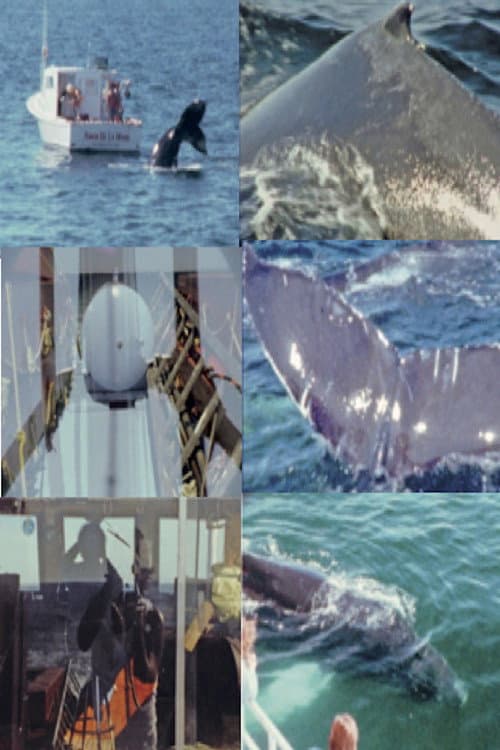 Whale Watch (2) poster