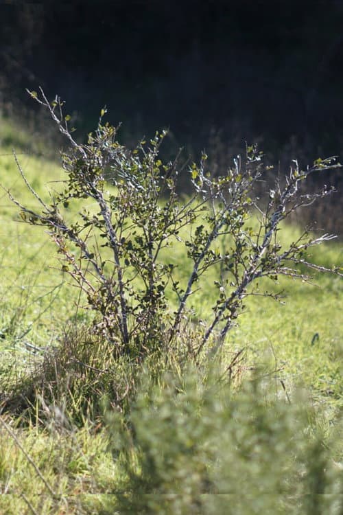 Shrub Oak poster