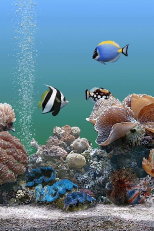 Coral Dreamscapes: An Exotic Aquarium poster