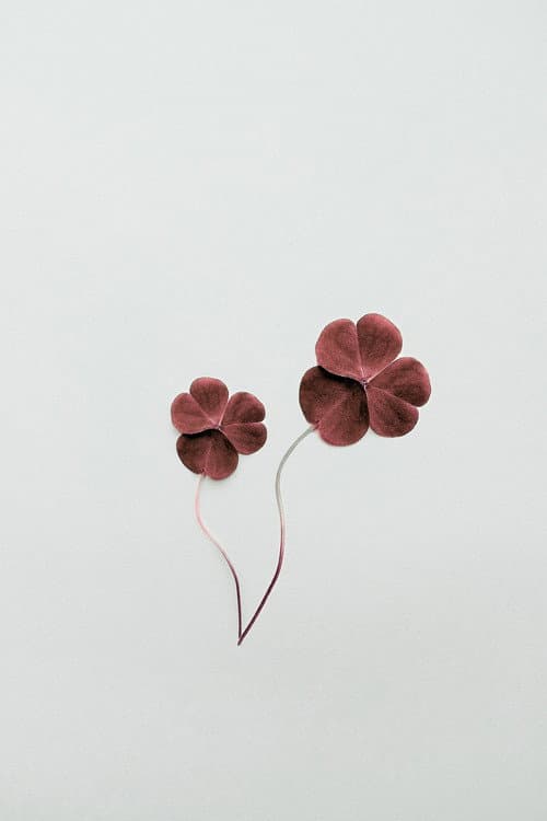 Clover poster