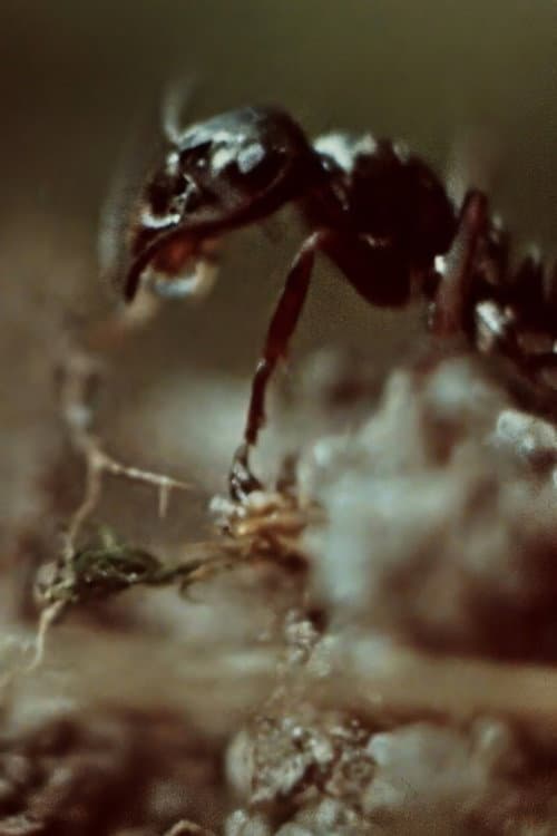 Ant Trails poster